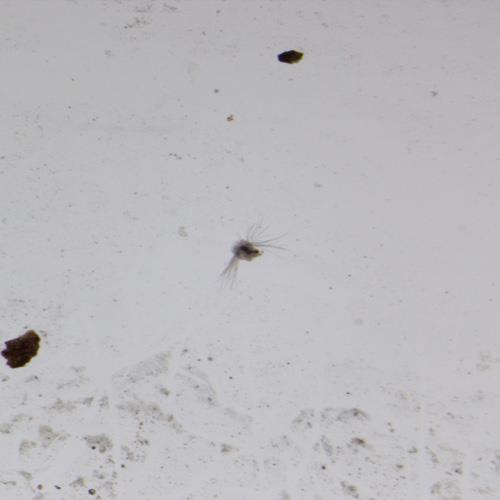 多毛类幼体.jpg 多毛类幼体.jpg