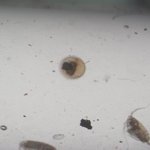 鱼卵.jpg 鱼卵.jpg