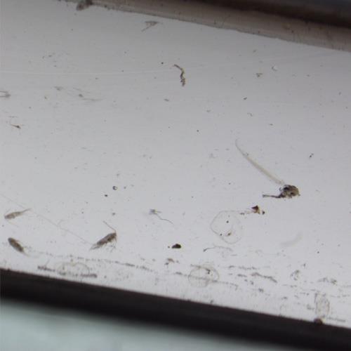 住囊虫.jpg 住囊虫.jpg